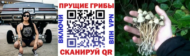 Галлюциногенные грибы Cubensis kraken tor Юхнов